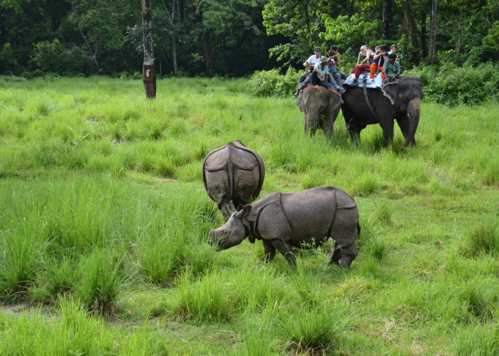 chitwan national park safari