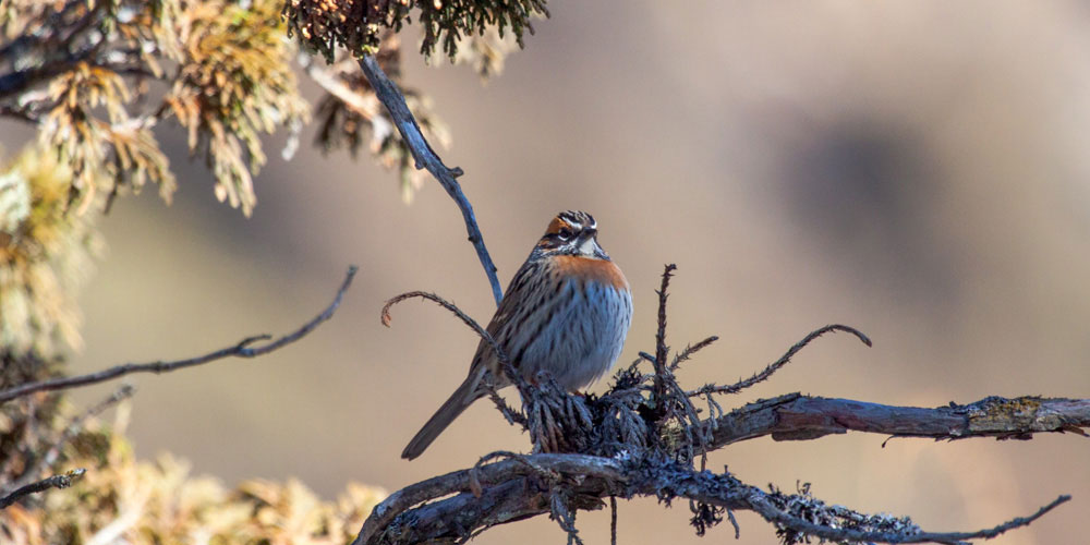 bird watching arround kathmandu-valley-39