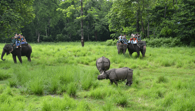 jungle safari in chitwan national park